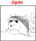 Opihi