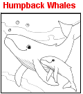 Humpback Whales